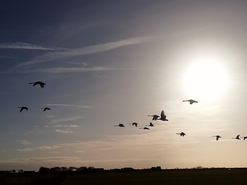 Just another 'Swanny' Day!